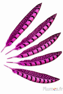 Fagiano di Colchide - 20-30 cm - fucsia
